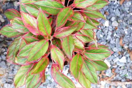 Chinese Evergreen