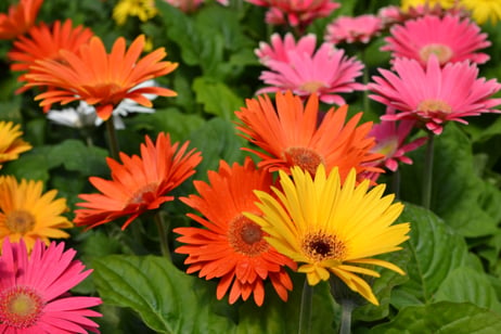 Gerbera Daisy