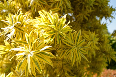 Red Edged Dracaena